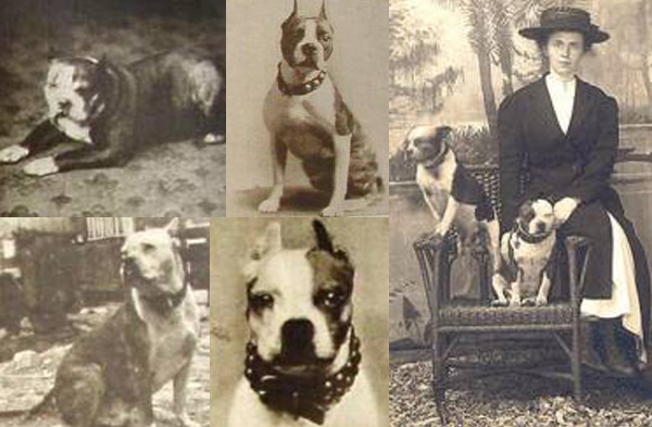 Famous Boston Terriers
