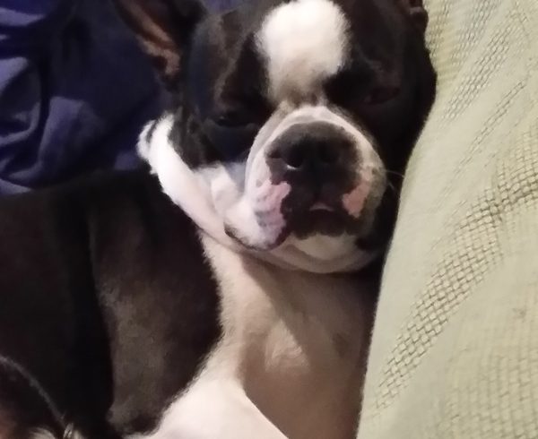 Adoption Update: Bruno!