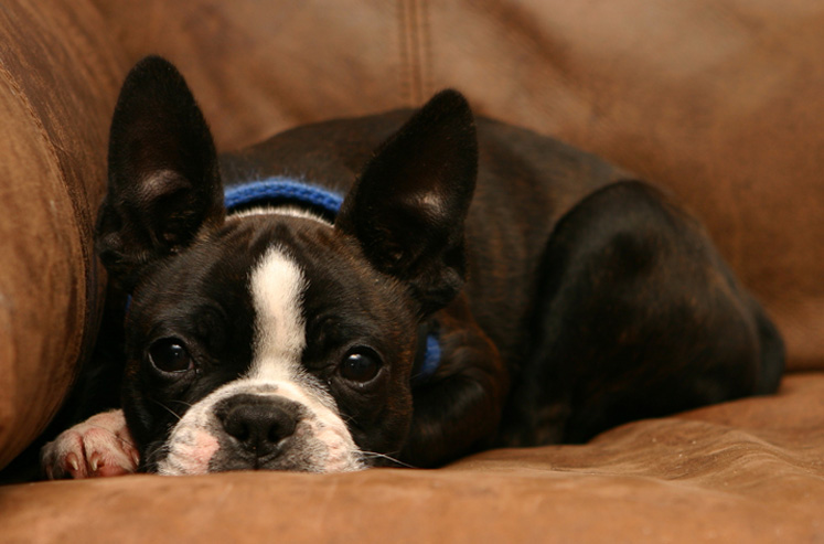 Arthritis in Dogs – Boston Terrier Rescue Canada