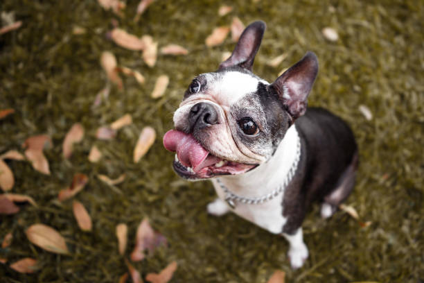 Cushing's Disease in Senior Dogs – Boston Terrier Rescue Canada