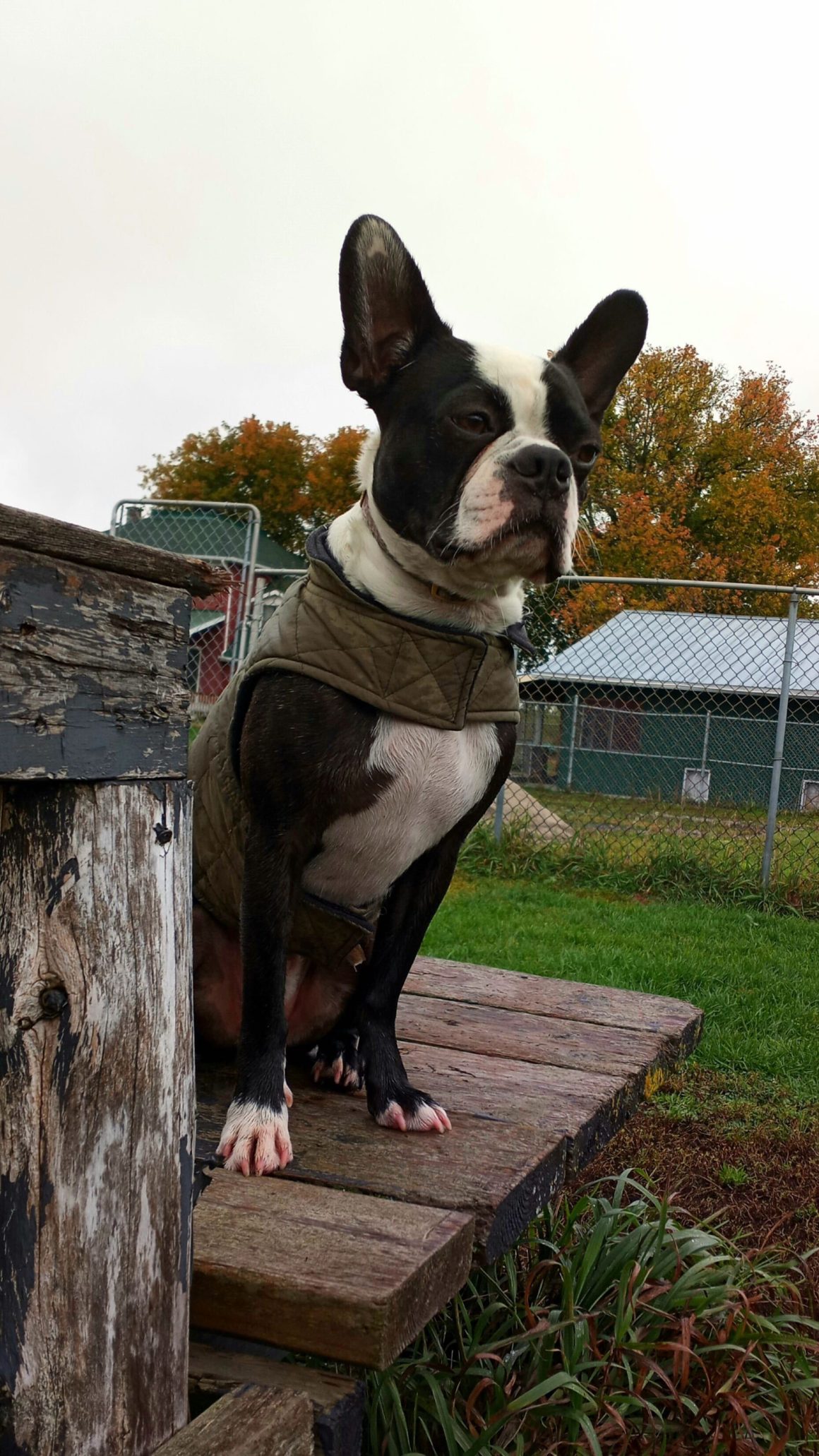ADOPTED Boston Terrier Rescue Canada