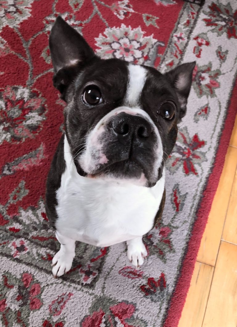 ADOPTED Gary Boston Terrier Rescue Canada
