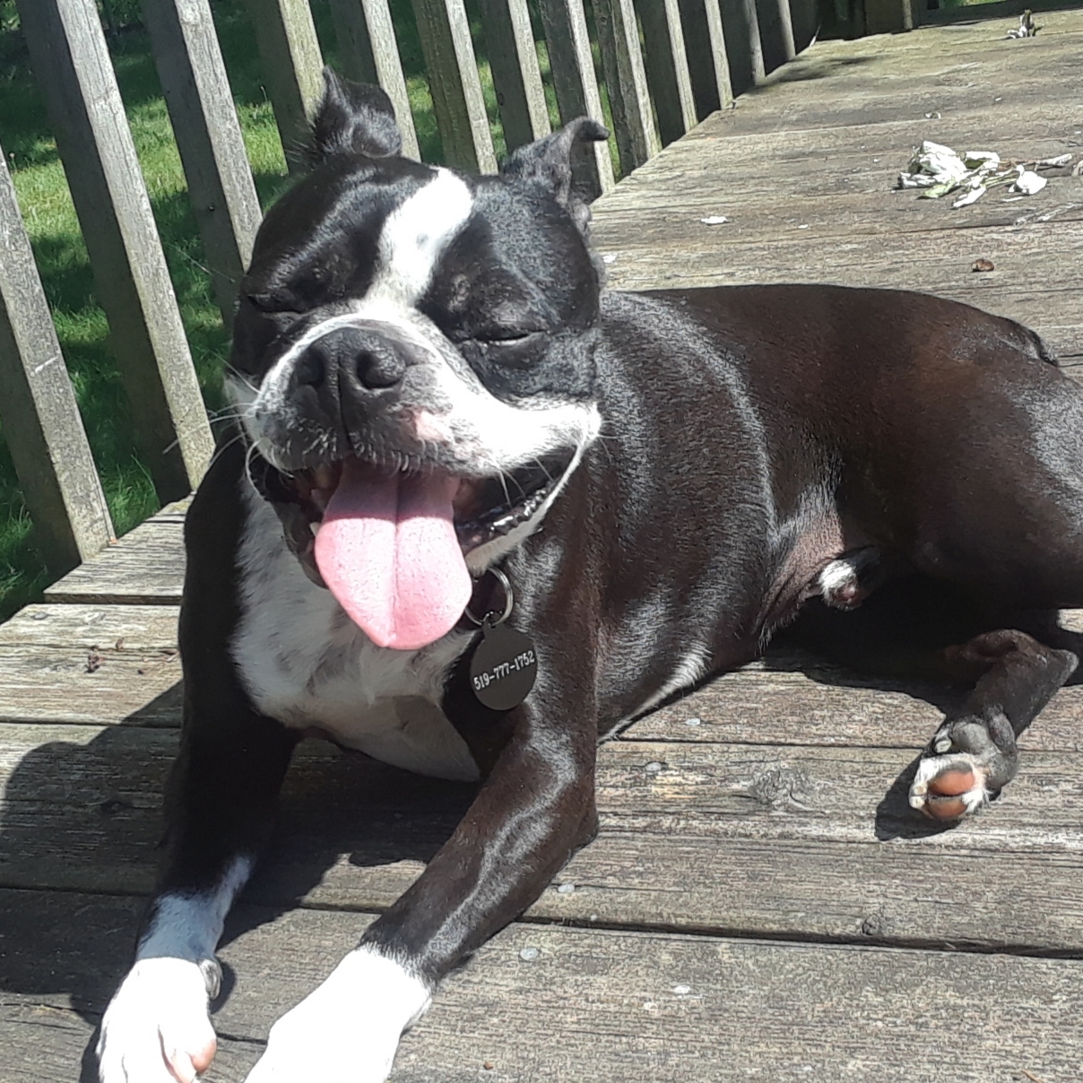 ADOPTED Chance Boston Terrier Rescue Canada