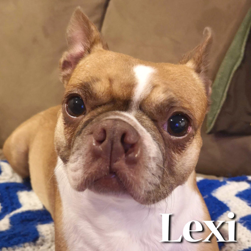 ADOPTED: Lexi