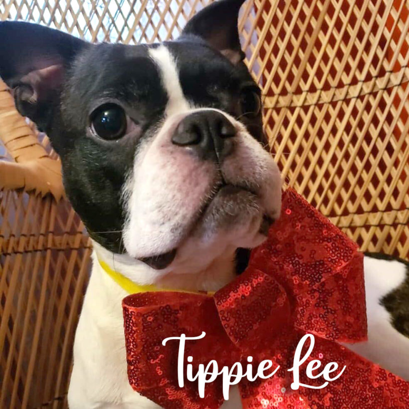ADOPTED: Tippie Lee