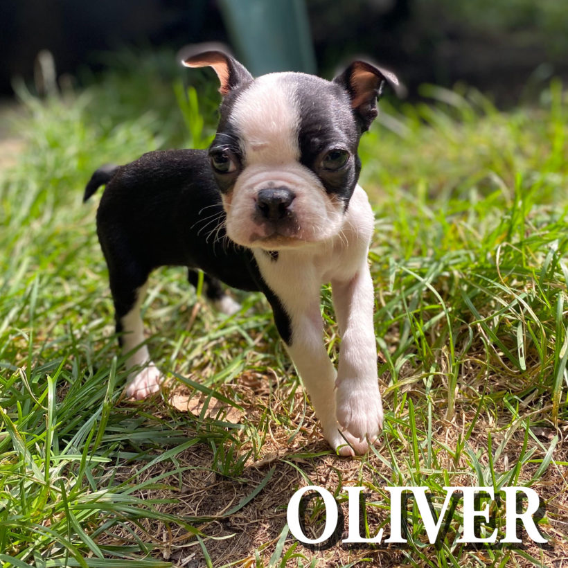 ADOPTED: Oliver