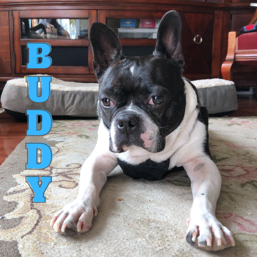 ADOPTED: Buddy