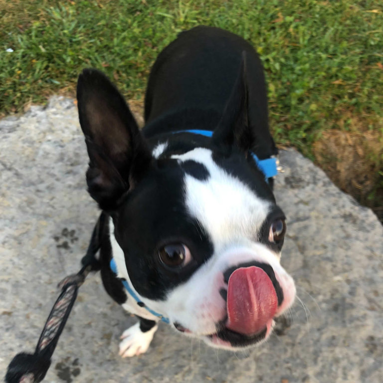 Adopted Dogs Boston Terrier Rescue Canada