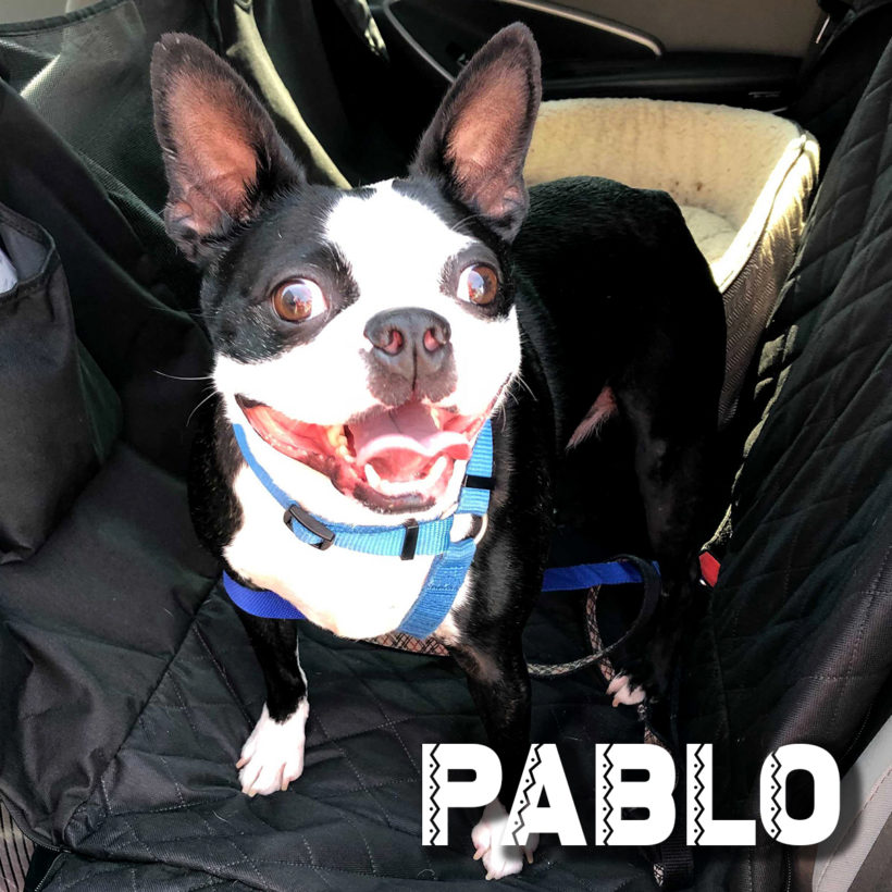 ADOPTED: Pablo