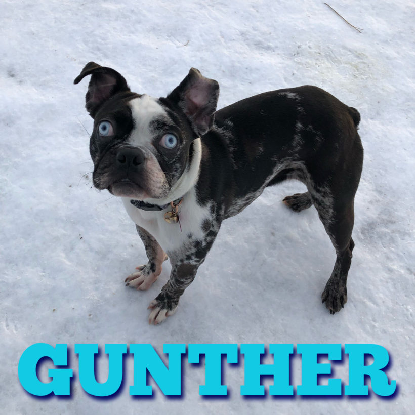 ADOPTED: Gunther