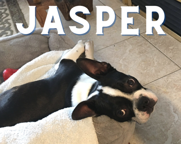 ADOPTED: Jasper