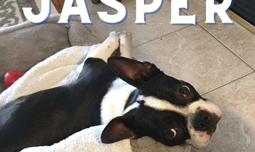 ADOPTED: Jasper