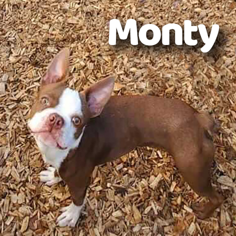 ADOPTED: Monty
