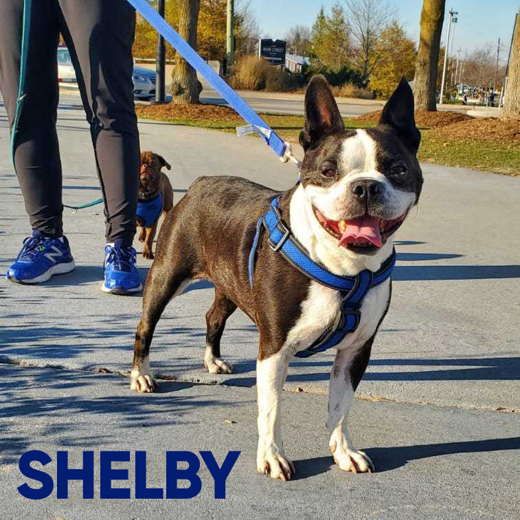 ADOPTED: Shelby