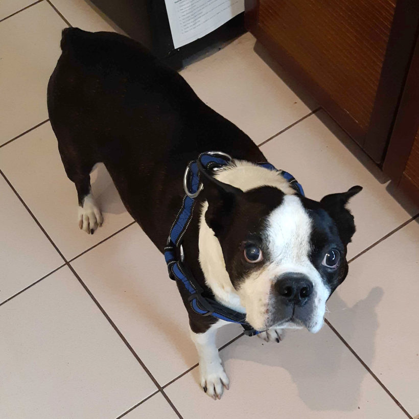 ADOPTED Shelby Boston Terrier Rescue Canada