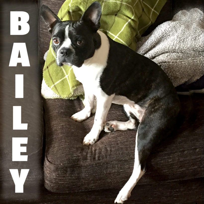 ADOPTED: Bailey