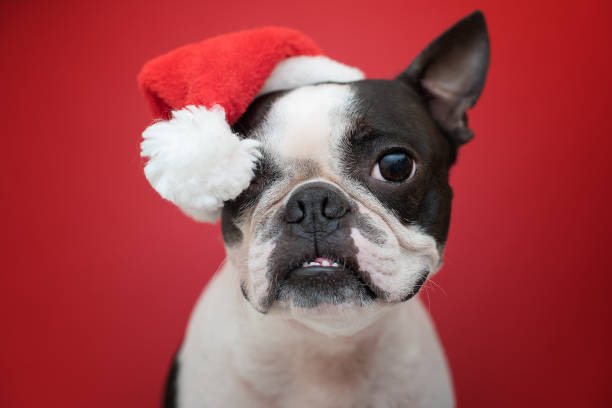 What to Get Your Dog for Christmas - Boston Terrier Rescue Canada