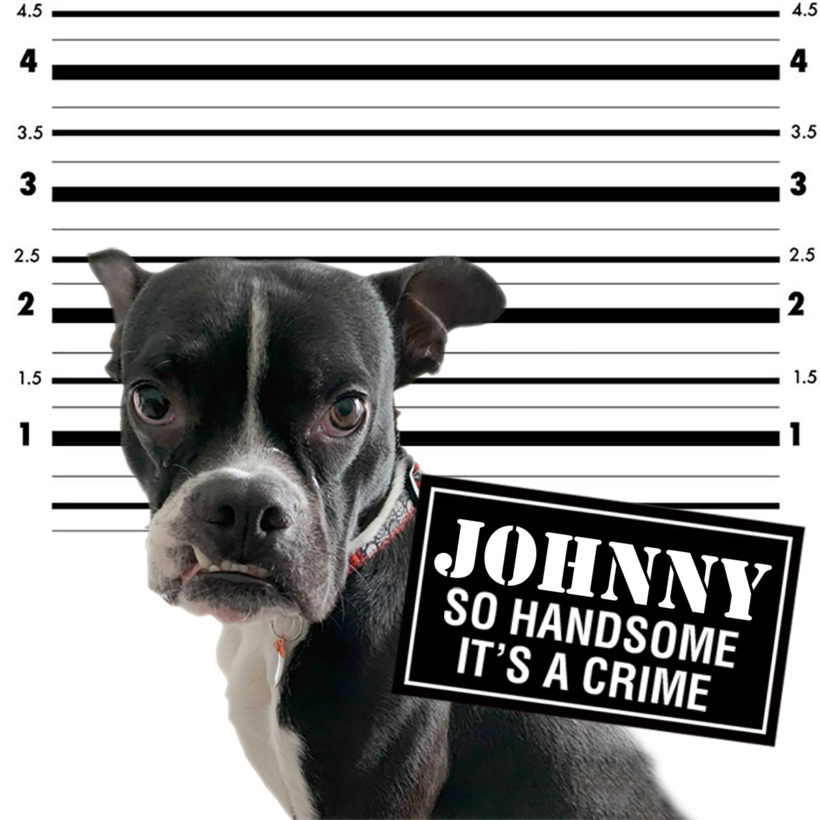 ADOPTED: Johnny