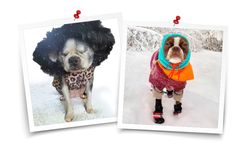 Boston Terriers and Winter: The Dangers of Dog Hypothermia