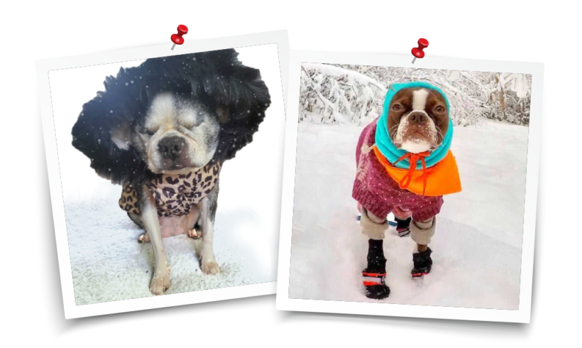 Boston Terriers and Winter: The Dangers of Dog Hypothermia