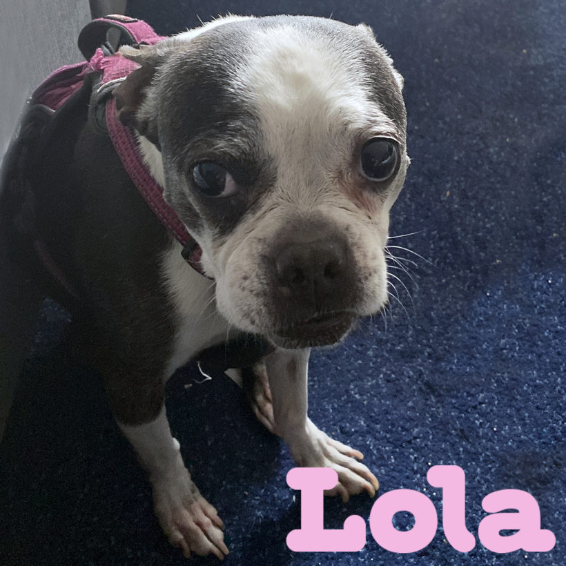 ADOPTED: Lola