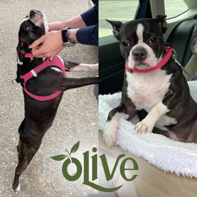 ADOPTED: Olive