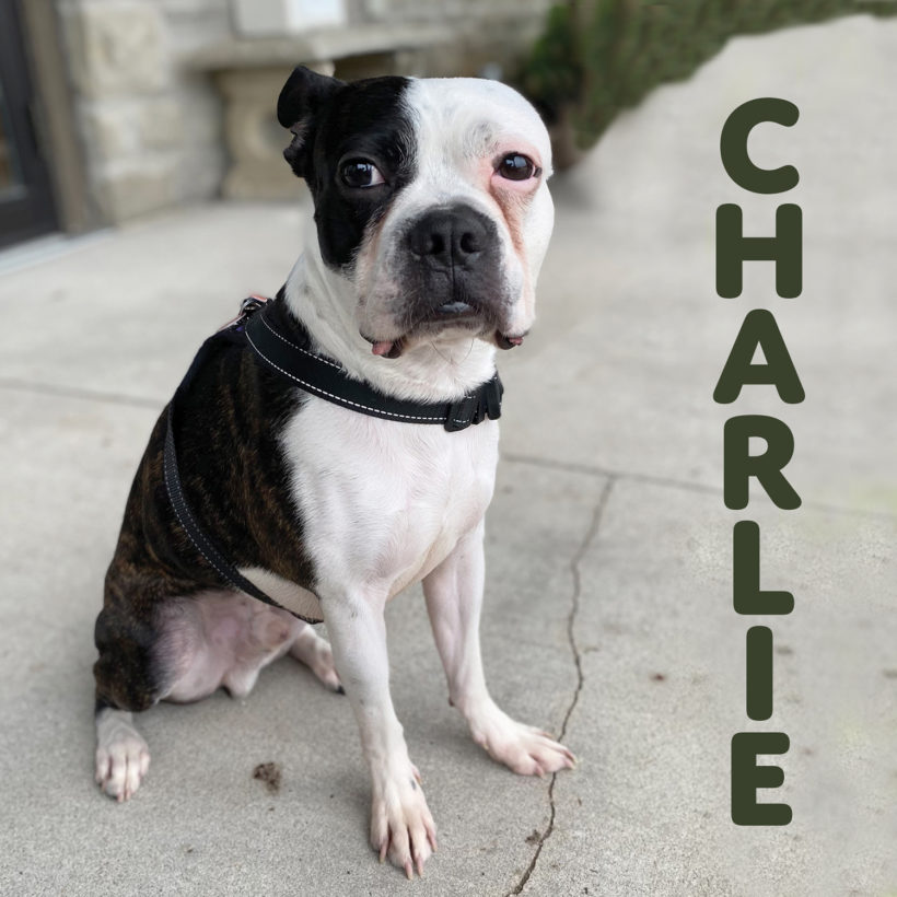 ADOPTED: Charlie