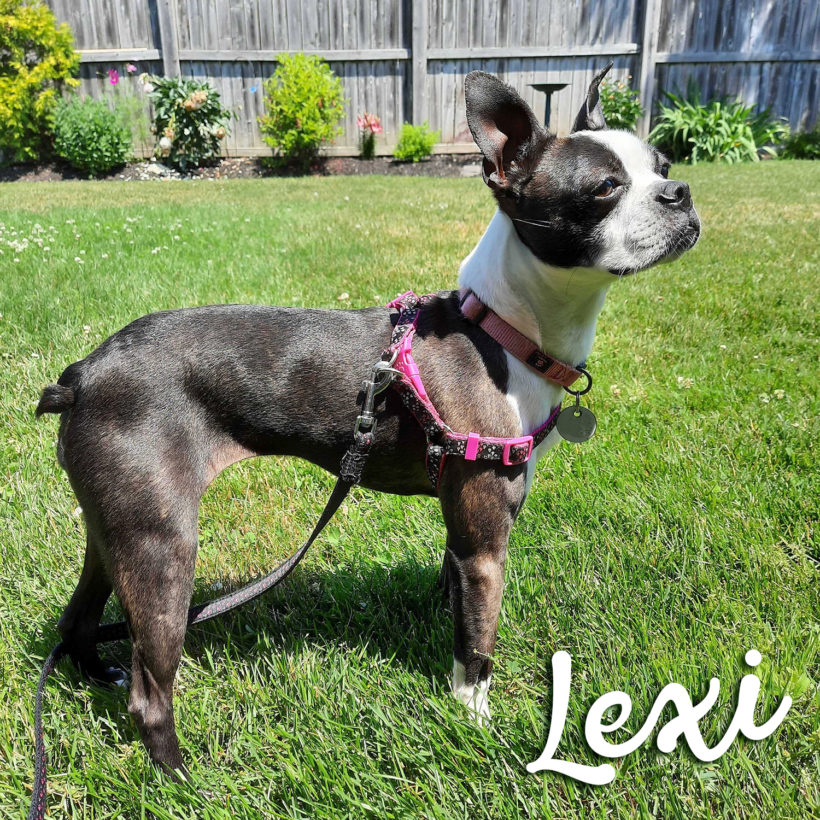 ADOPTED: Lexi