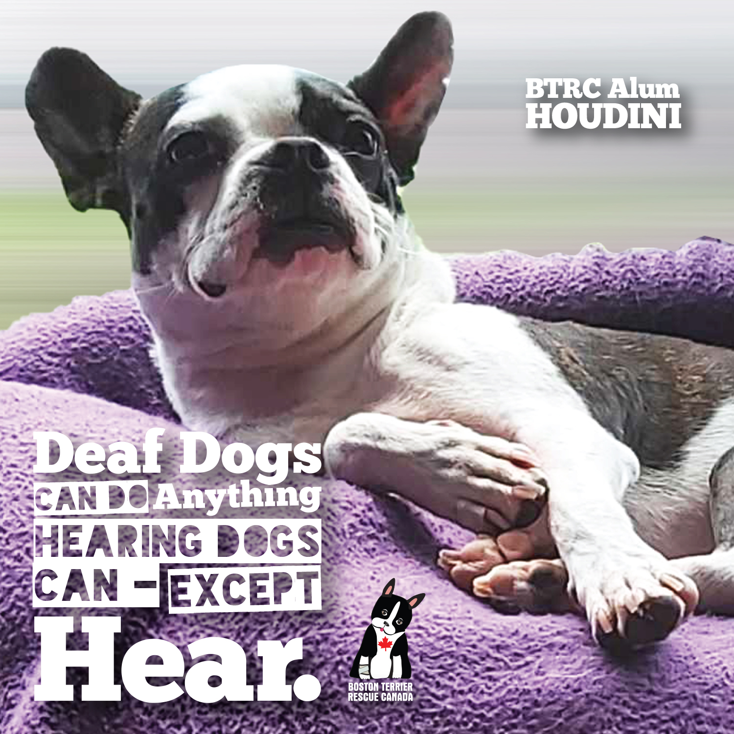 do boston terriers go deaf?