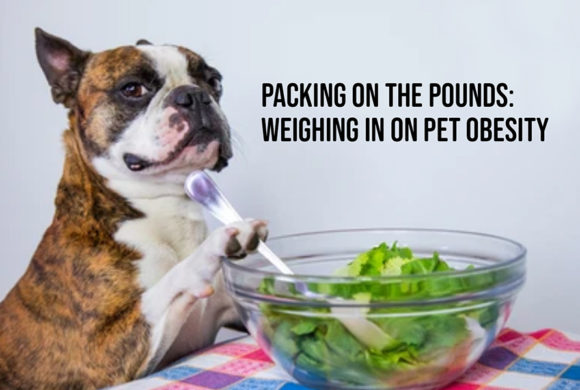 Packing on the pounds: Weighing in on pet obesity