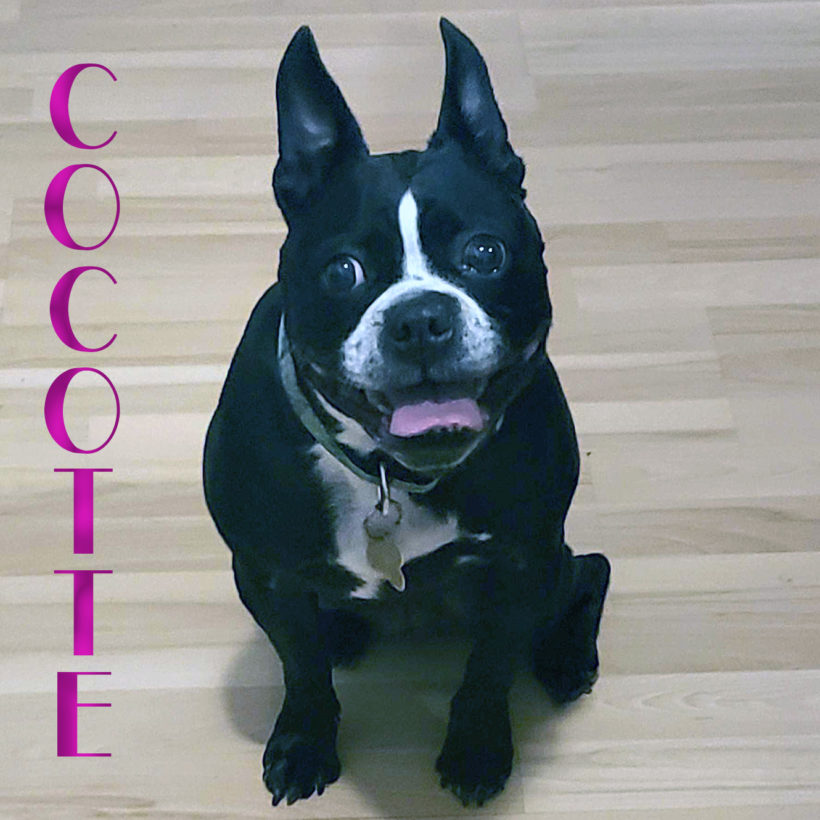 ADOPTED: Cocotte