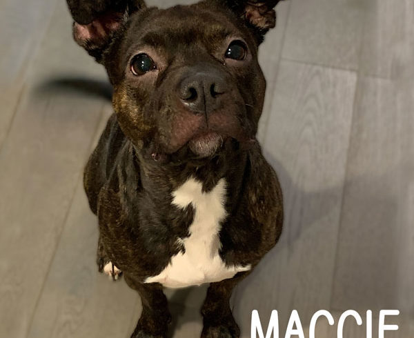 ADOPTED: Maggie
