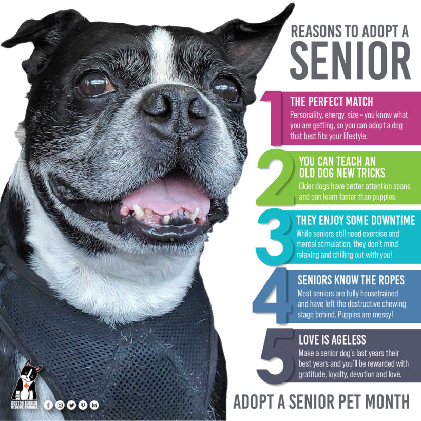 Senior Pet Month November 2021