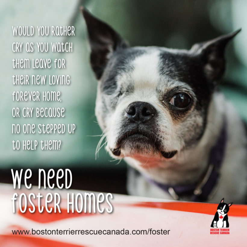 We Need Foster Homes