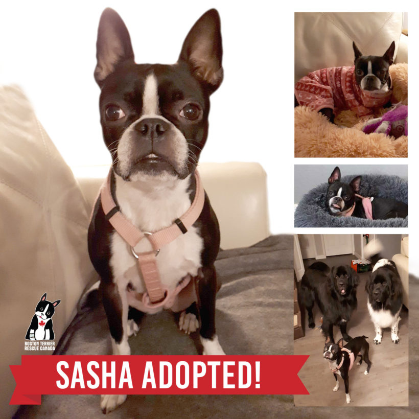 ADOPTED: Sasha