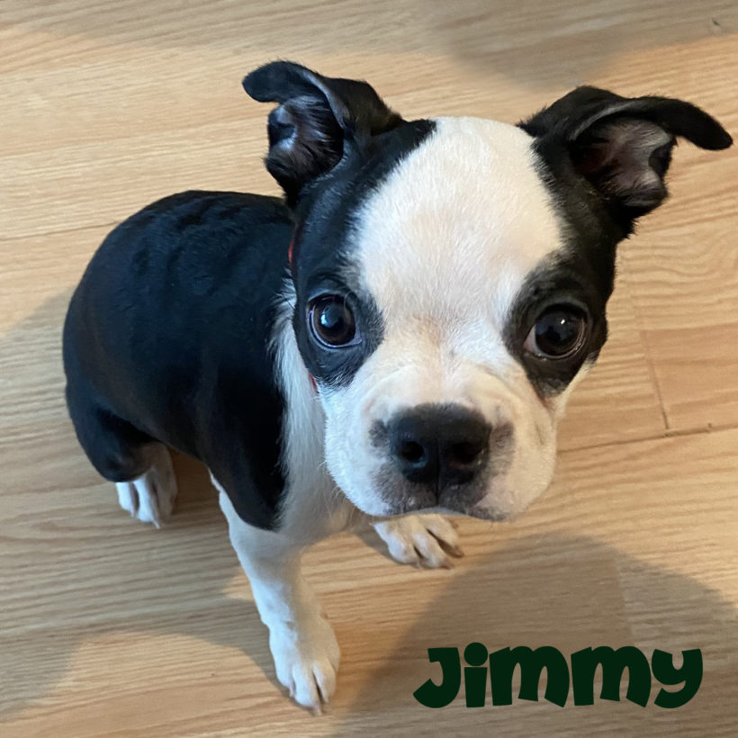 ADOPTED: Jimmy