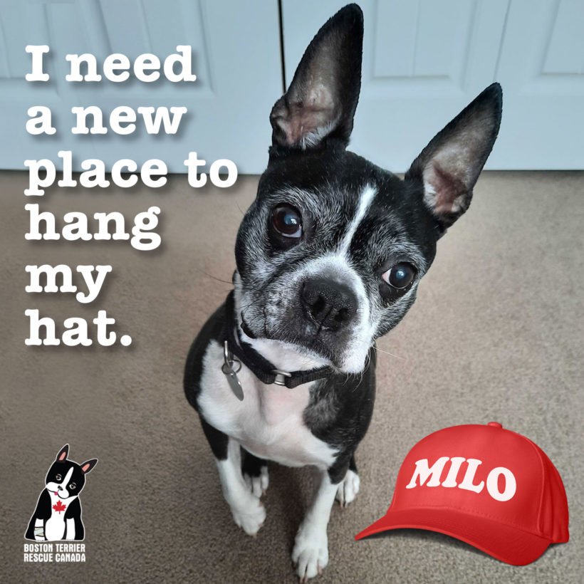 ADOPTED: Milo