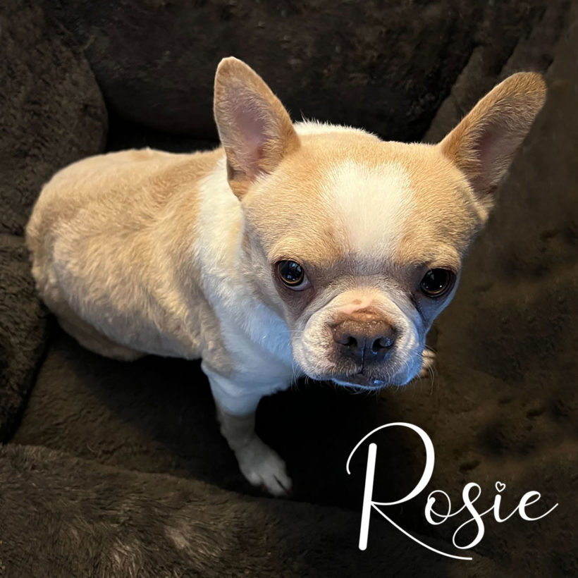 ADOPTED: Rosie