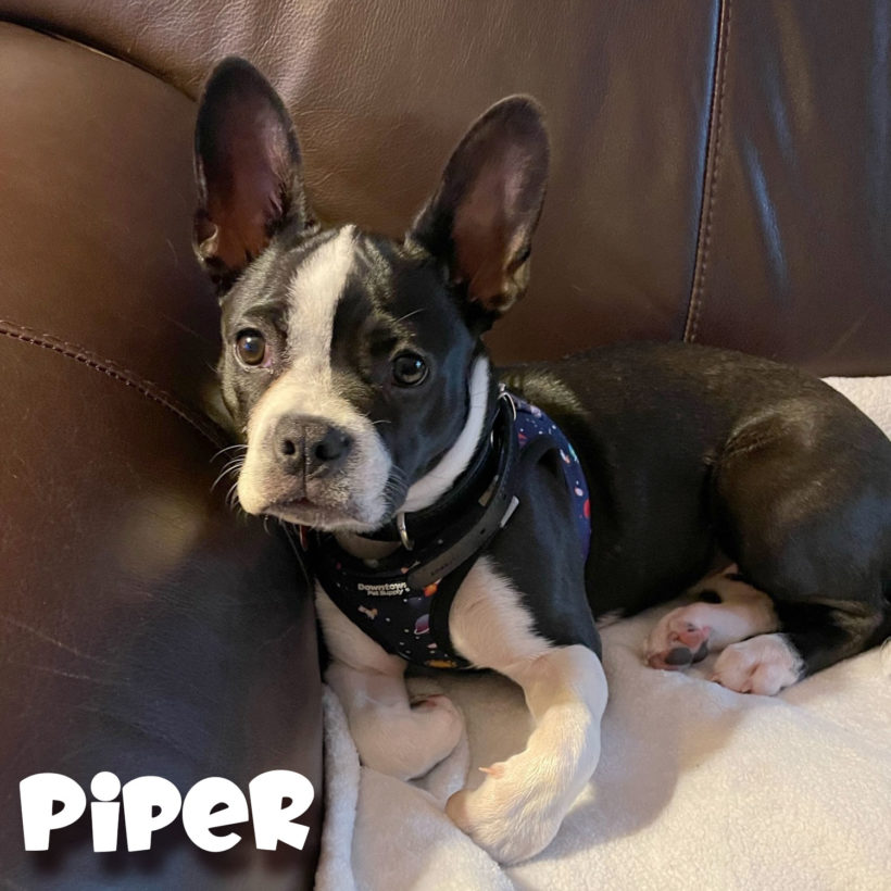ADOPTED: Piper