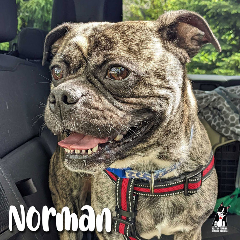 ADOPTED: Norman