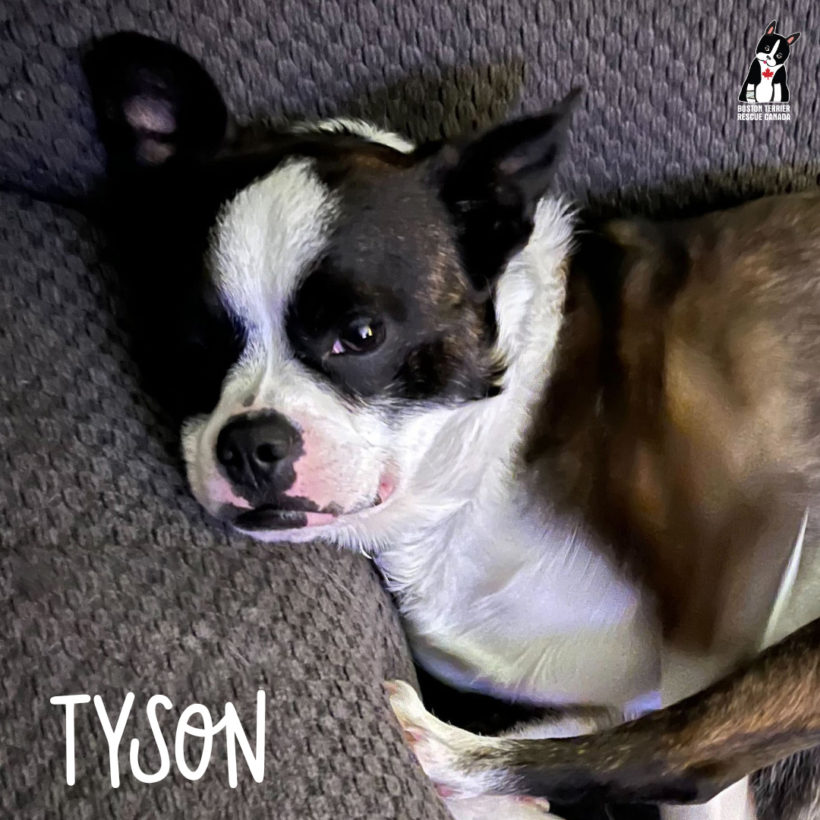 ADOPTED: Tyson