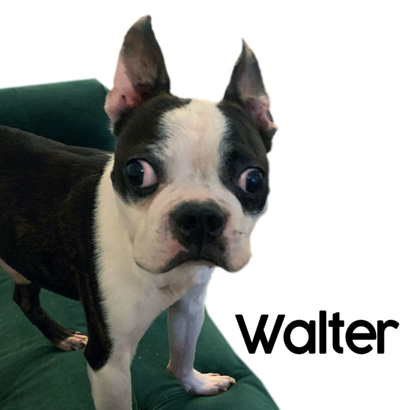 ADOPTED: Walter
