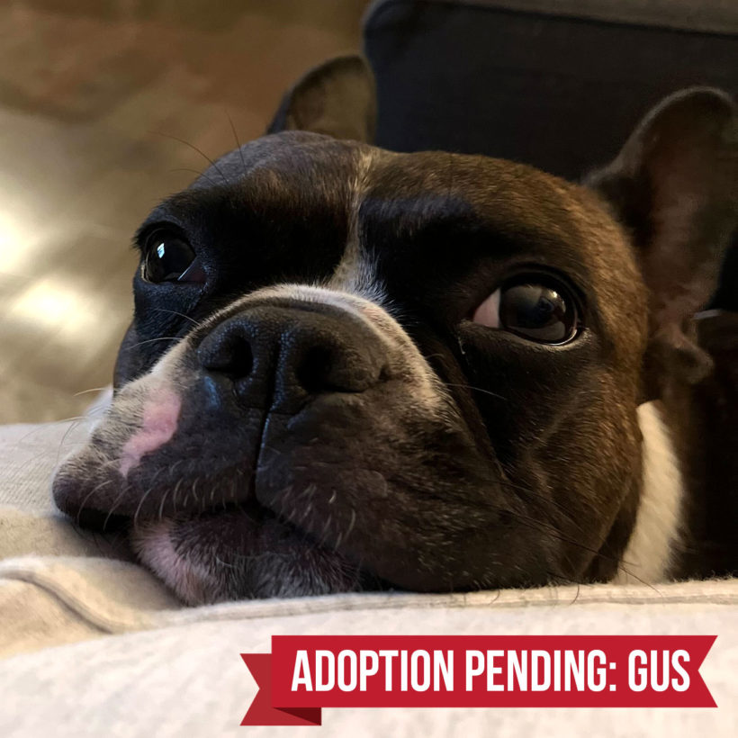 ADOPTED: Gus