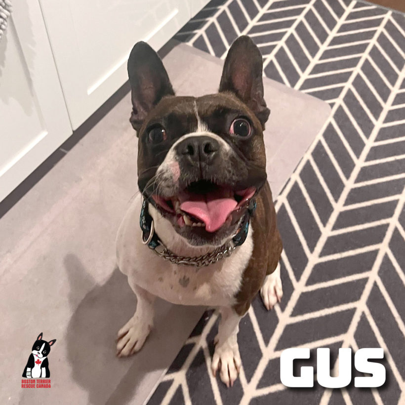 ADOPTED: Gus