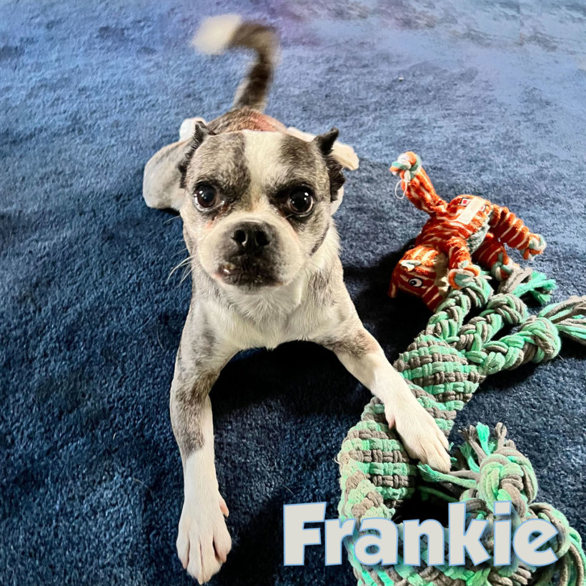 ADOPTED: Frankie