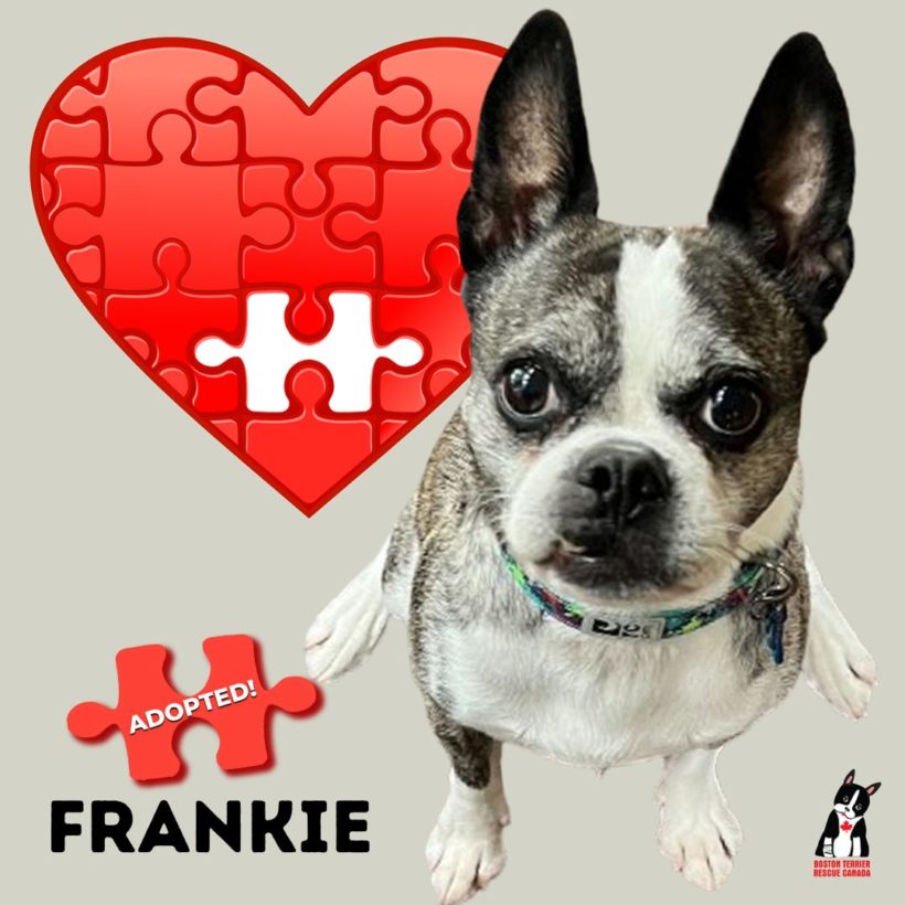 ADOPTED: Frankie