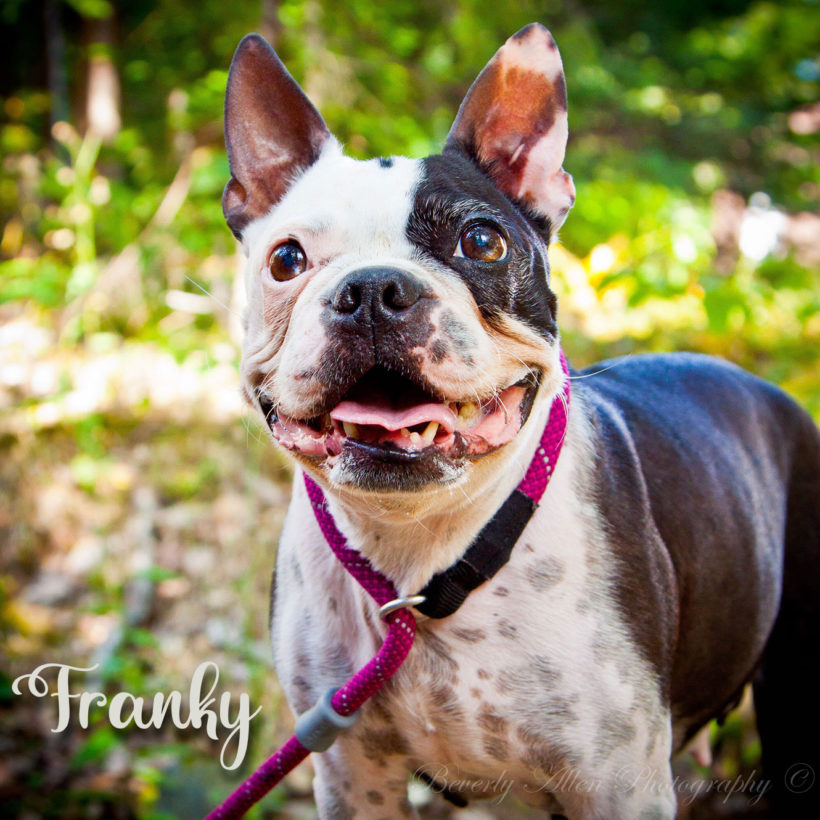 ADOPTED: Franky
