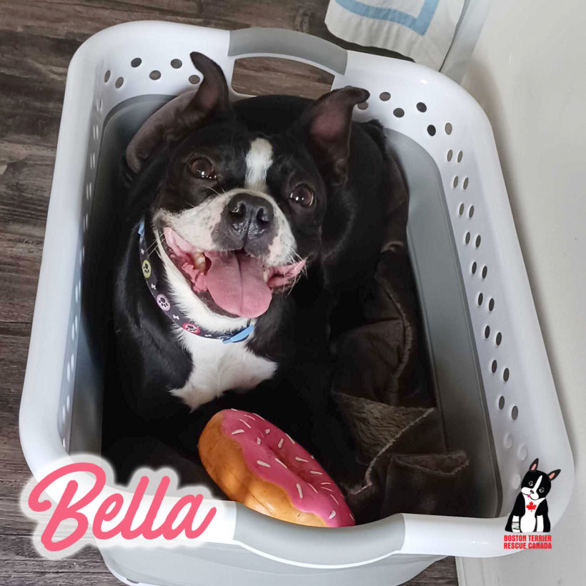 ADOPTED: Bella Two