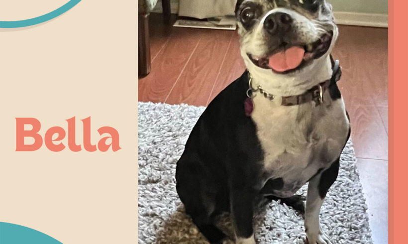 ADOPTED: Bella One