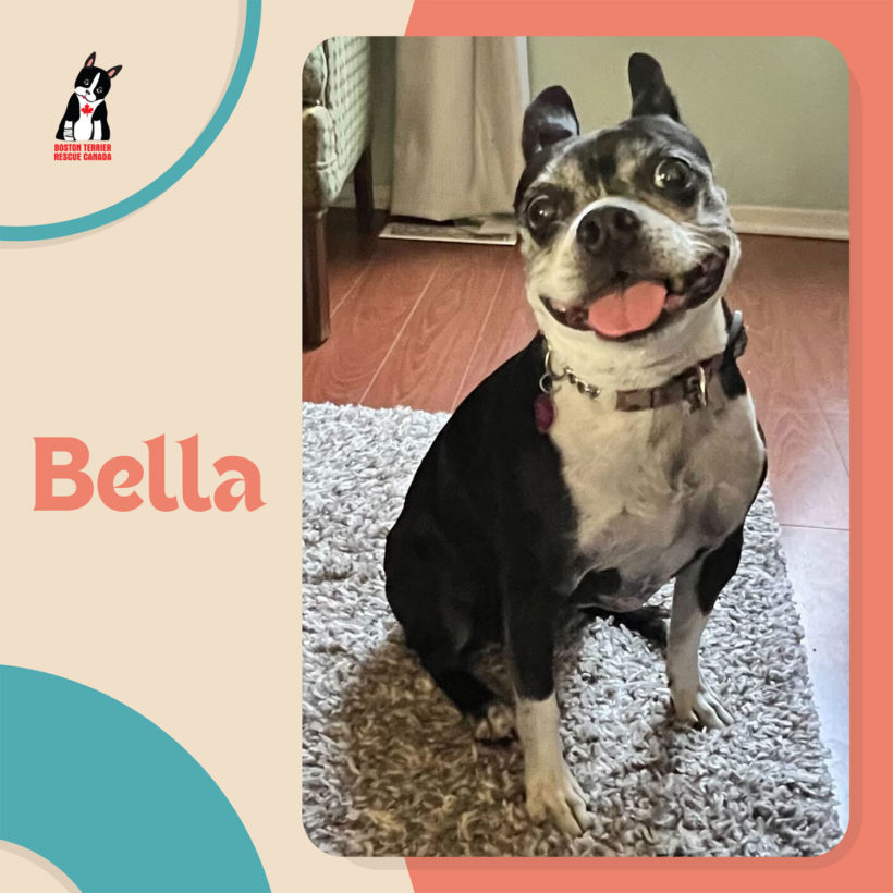 ADOPTED: Bella One